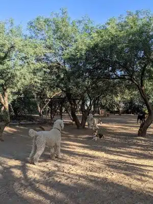 Smiling Dog Ranch Dog Park