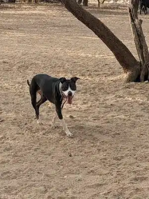 Smiling Dog Ranch Dog Park