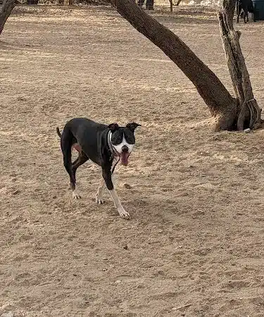 Smiling Dog Ranch Dog Park - Tucson, AZ