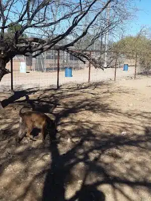 Smiling Dog Ranch Dog Park