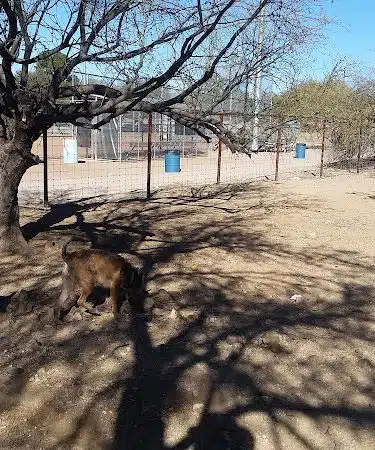 Smiling Dog Ranch Dog Park - Tucson, AZ