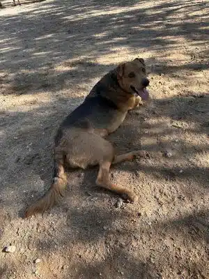 Smiling Dog Ranch Dog Park