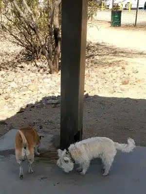 Smiling Dog Ranch Dog Park