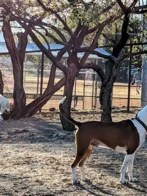 Smiling Dog Ranch Dog Park