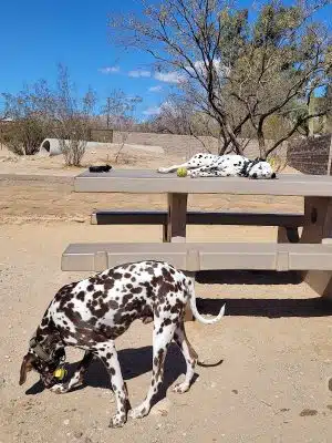 Smiling Dog Ranch Dog Park