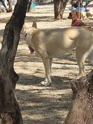 Smiling Dog Ranch Dog Park