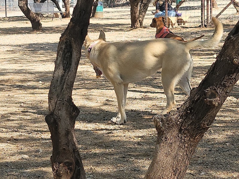 Smiling Dog Ranch Dog Park - Tucson, AZ