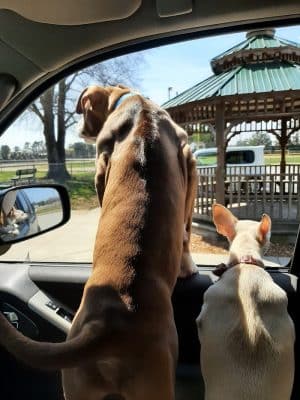 Pet Village Bark Park