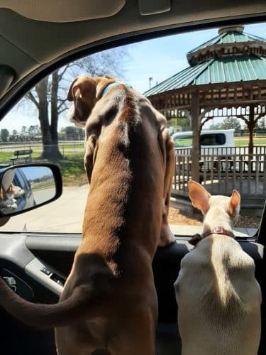 Pet Village Bark Park