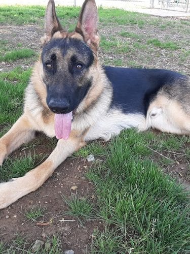 Pet Village Bark Park