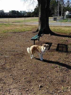 Pet Village Bark Park