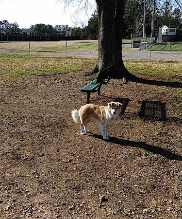 Pet Village Bark Park