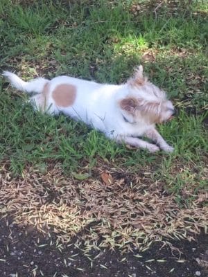 Pet Village Bark Park