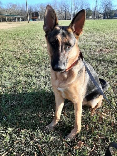 Pet Village Bark Park