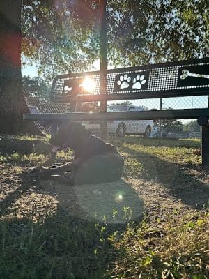 Pet Village Bark Park