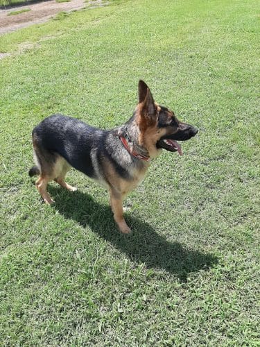 Pet Village Bark Park