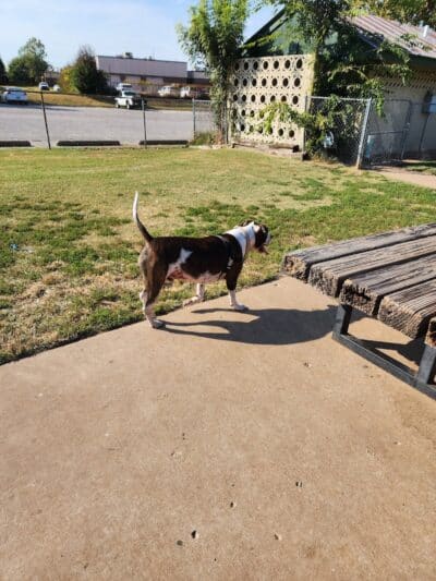 Joe Station Dog Park - Tulsa, OK
