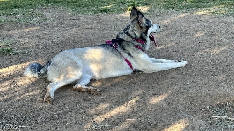 Joe Station Dog Park - Tulsa, OK