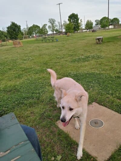 Joe Station Dog Park - Tulsa, OK