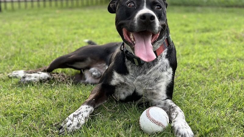 Joe Station Dog Park - Tulsa, OK