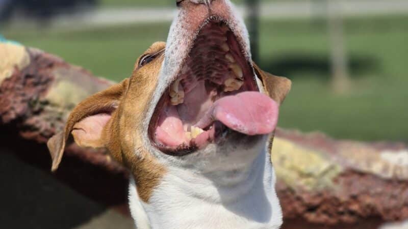 Kelly Lock Memorial Dog Park - Tuscola, IL