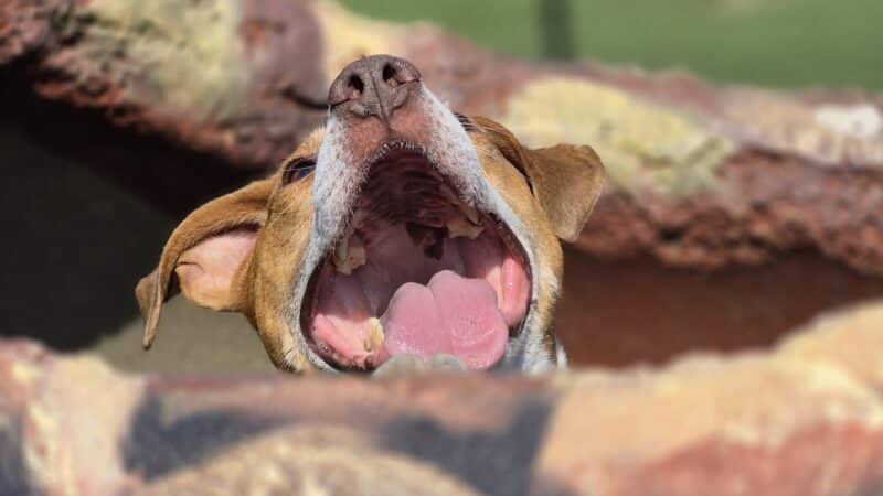 Kelly Lock Memorial Dog Park - Tuscola, IL