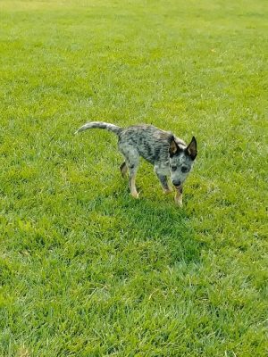 Dog Park