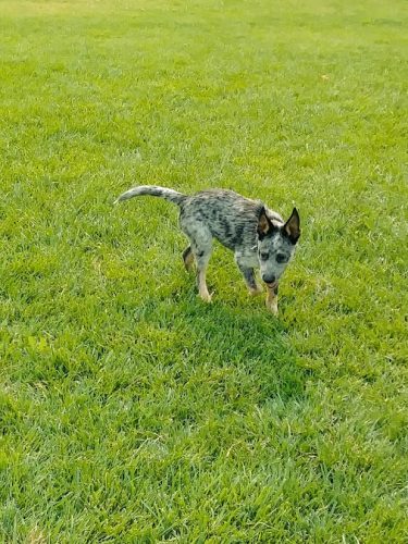 Dog Park