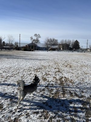 Dog Park