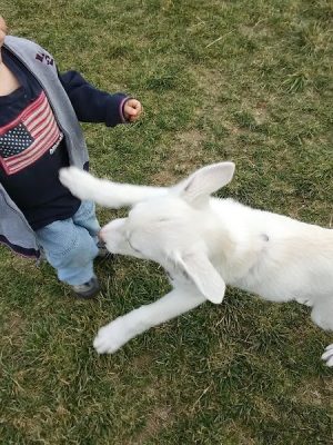 Dog Park