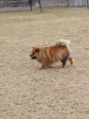 Dog Park