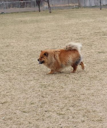 Dog Park