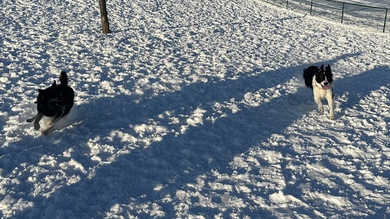 Warren Close Bark Park - Twin Lakes, WI