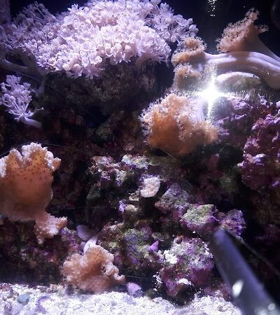 Kawameeh Park - Union, NJ