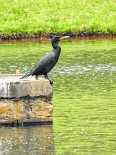 Foster Park - Union, SC