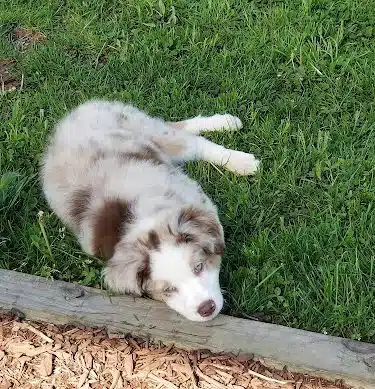 Dog Park