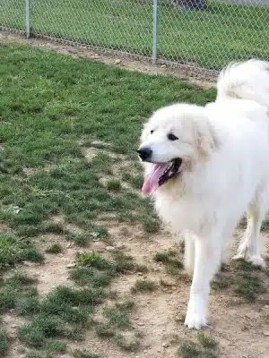 Tails on the Trail (Dog Park)