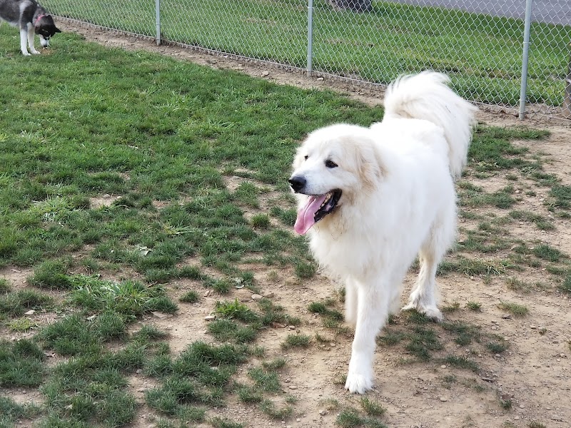 Tails on the Trail (Dog Park) - Uniontown, PA