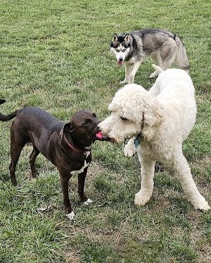 Tails on the Trail (Dog Park)