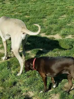Tails on the Trail (Dog Park)