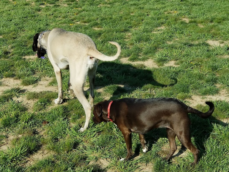 Tails on the Trail (Dog Park) - Uniontown, PA