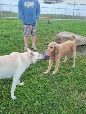 Tails on the Trail (Dog Park)