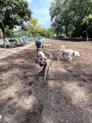 University City Dog Park (Membership Only)