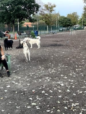 University City Dog Park (Membership Only)