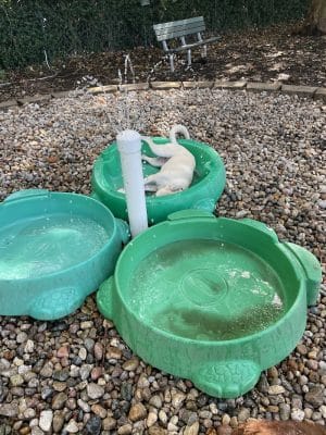 University City Dog Park (Membership Only)