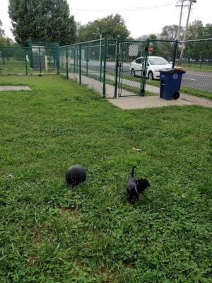 University City Dog Park (Membership Only)
