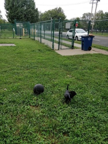 University City Dog Park (Membership Only)