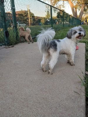 University City Dog Park (Membership Only)