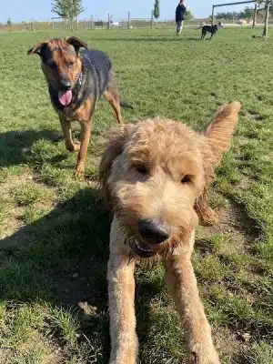 Uxbridge Dog Park
