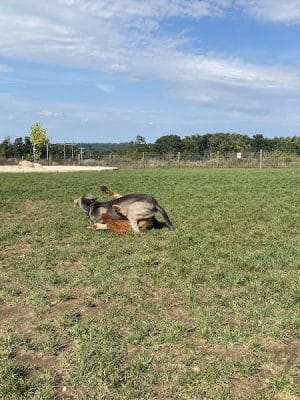 Uxbridge Dog Park